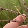 Big Bluestem, Ornamental Grass Seed - Packet thumbnail number null